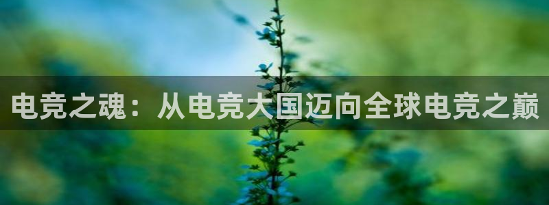 泛亚电竞和im电竞的区别
